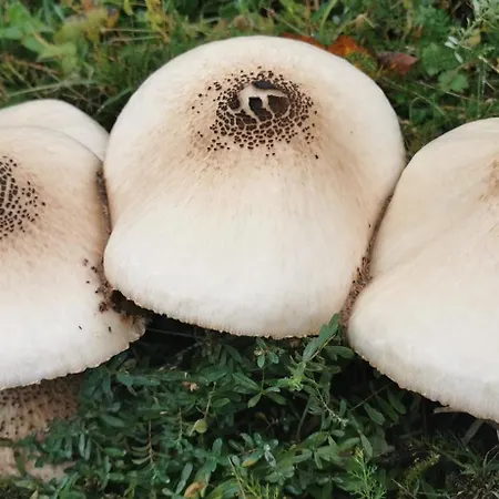 Apartamento Le Clos Des Vosges Ban-sur-Meurthe-Clefcy