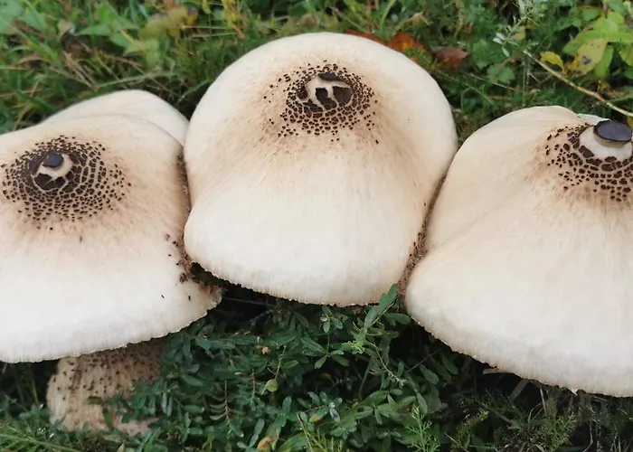 Apartmán Le Clos Des Vosges Ban-sur-Meurthe-Clefcy